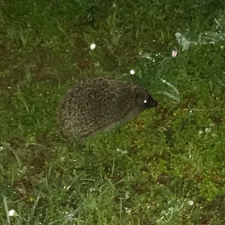 Montalbano Pensión 3*